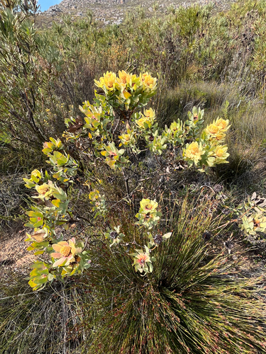 Leucadendron pubibracteolatum, photograph 2