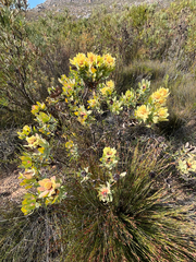 (c) Dave U, some rights reserved (CC BY-SA) Leucadendron pubibracteolatum, photograph (c) Dave U, some rights reserved (CC BY-SA)