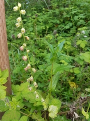 Tellima grandiflora
