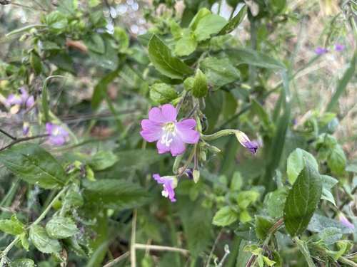 Great Willowherb