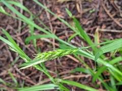 Carex hendersonii