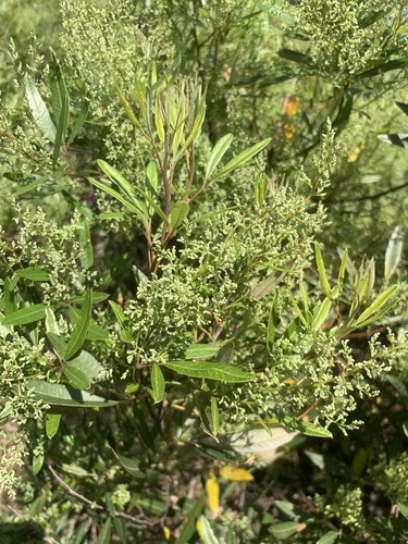 Searsia angustifolia, photograph 5