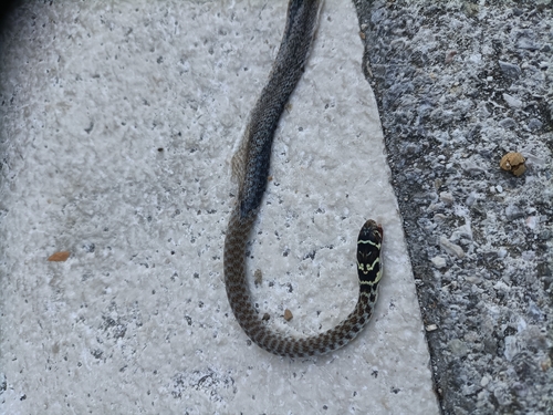 Green Whip Snake