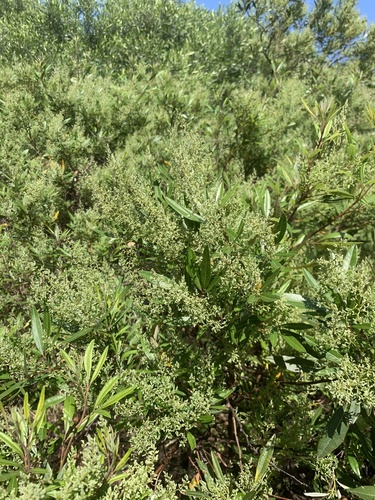 Searsia angustifolia, photograph 6