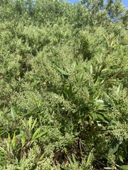 Searsia angustifolia, photograph (c) Dave Richardson, some rights reserved (CC BY)