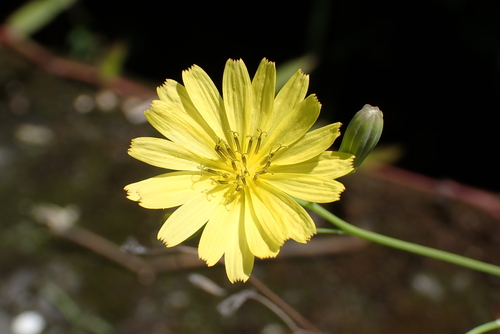 Ixeris chinensis, photograph 1