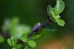 Graphocephala nigrifascia