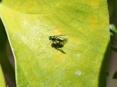Condylostylus occidentalis