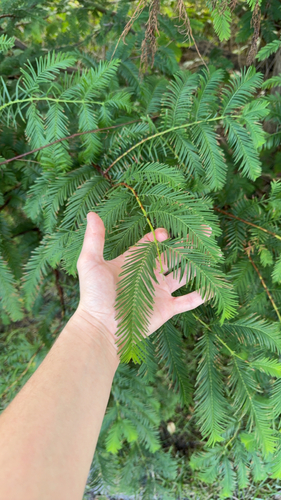 Metasequoia glyptostroboides, 2026-09-06