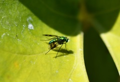 Condylostylus occidentalis