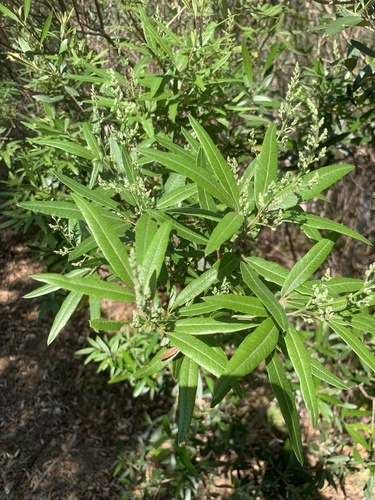 Searsia angustifolia, photograph 4