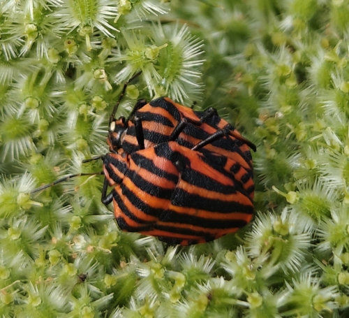 European Striped Shield Bug