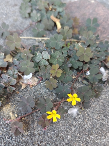 Creeping Woodsorrel