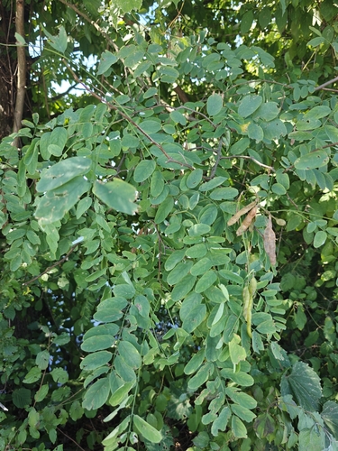 black locust