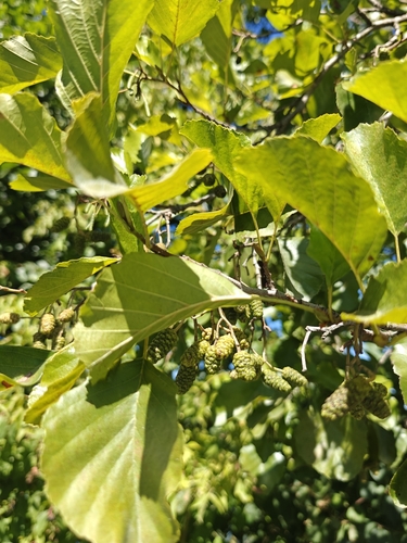 common alder