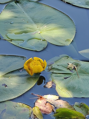 yellow water-lily