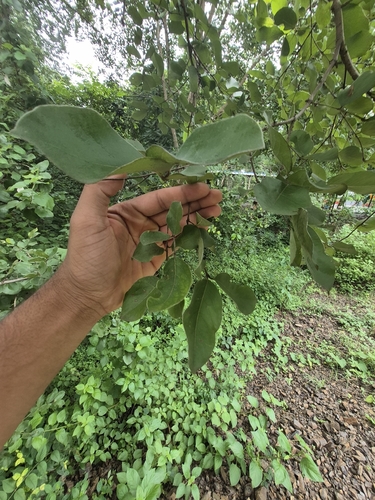Terminalia anogeissiana observed 2026-09-06