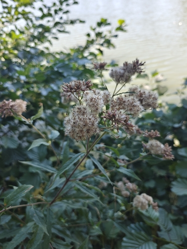 hemp agrimony