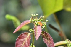 Euphorbia xalapensis