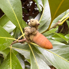 Lithocarpus edulis, photograph (c) Jhonatan Matheus, some rights reserved (CC BY)