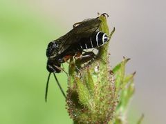 Dolerus vestigialis