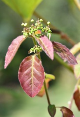 Euphorbia xalapensis