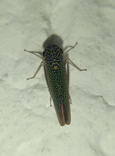 Macugonalia testudinaria observed 2026-09-04