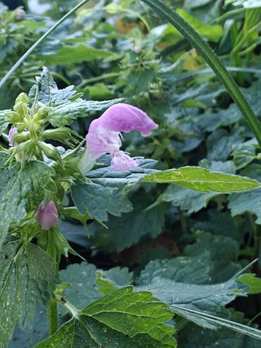 Spotted deadnettle