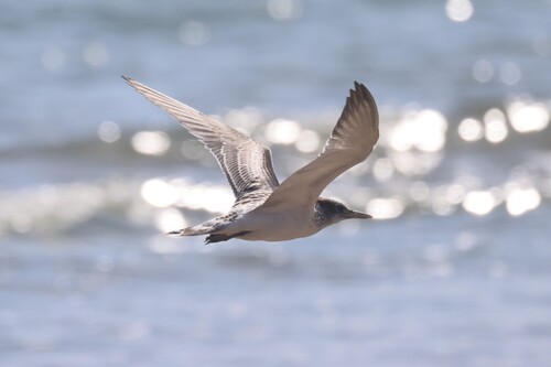 iNaturalist image