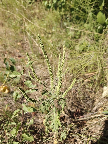 common ragweed
