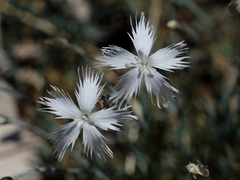 Dianthus plumarius regis-stephani