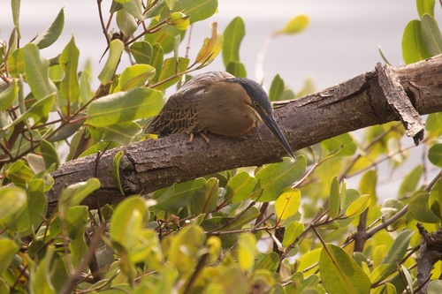 iNaturalist image