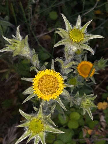 Spiny Starwort