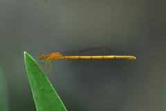 Agriocnemis pieris