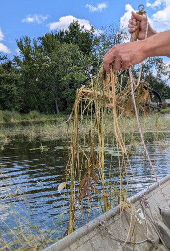 Potamogeton amplifolius, photograph 5