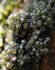 Leptogium phyllocarpum