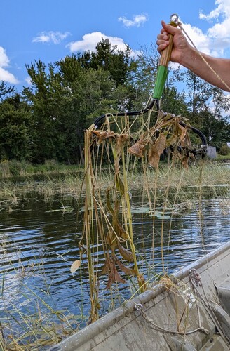 Potamogeton amplifolius, photograph 4