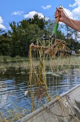 Potamogeton amplifolius, photograph (c) treelogical, some rights reserved (CC BY)