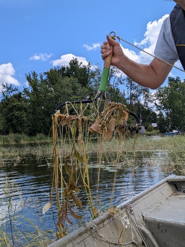 Potamogeton amplifolius, photograph 3