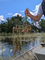 Potamogeton amplifolius, photograph (c) treelogical, some rights reserved (CC BY)