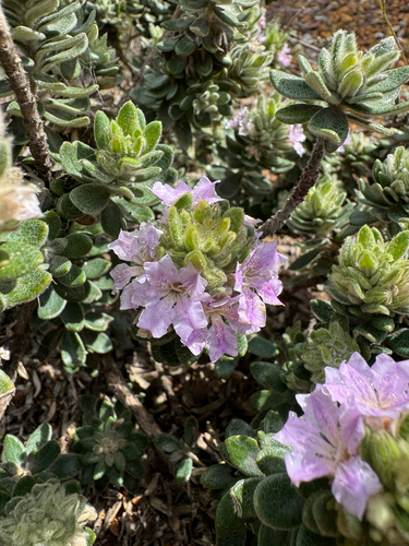 Polygalaceae observed 2026-09-03