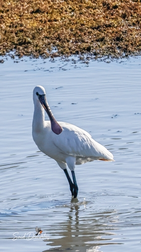 Eurasian Spoonbill