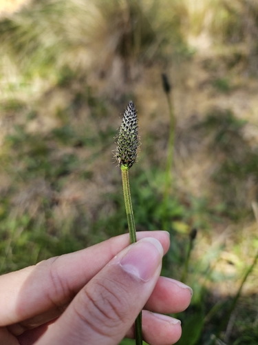 ribwort plantain