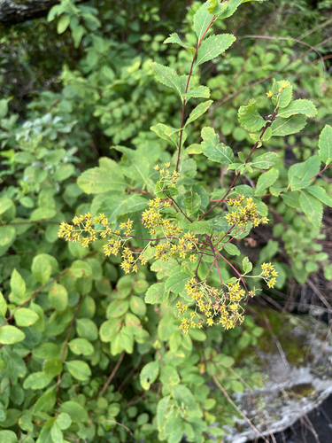 white meadowsweet