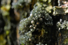 Leptogium phyllocarpum