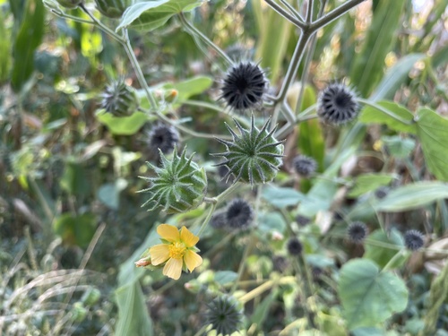 velvetleaf