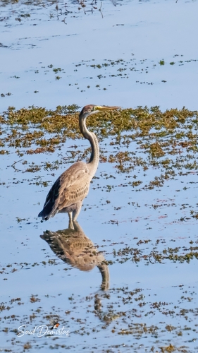 Purple Heron