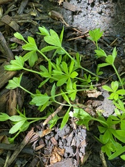 Galium odoratum