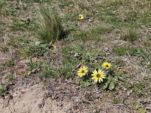 Capeweed