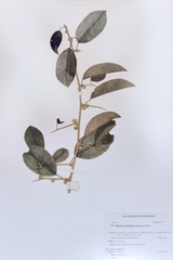 Maclura africana